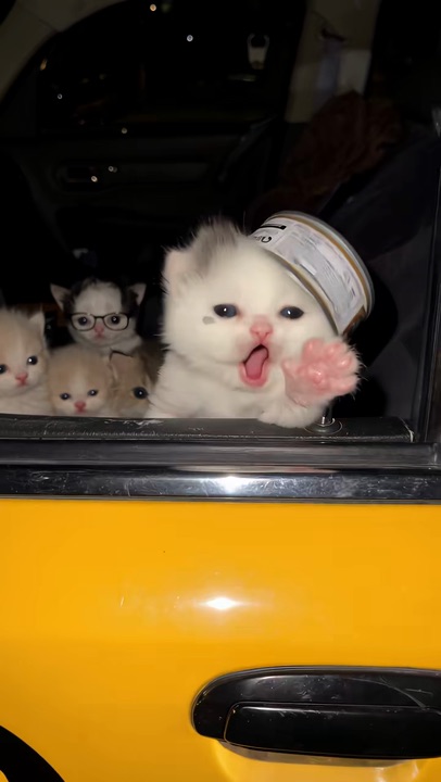 Cat Dance