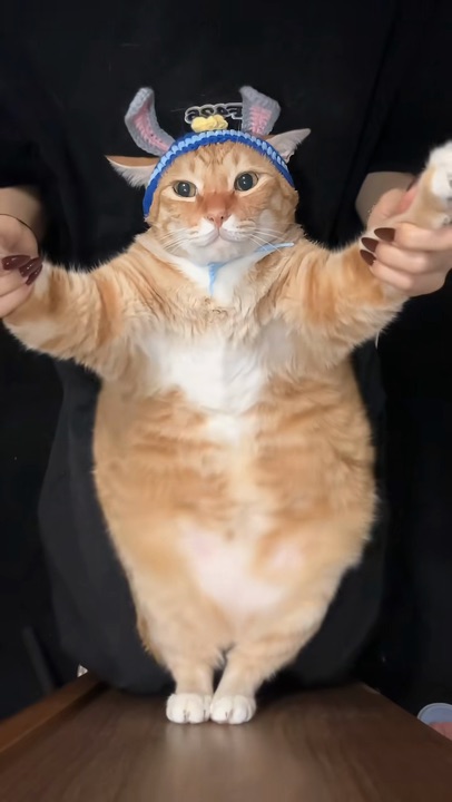 Held-up dance