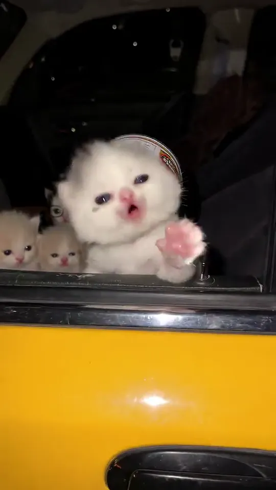 Paws to the beat
