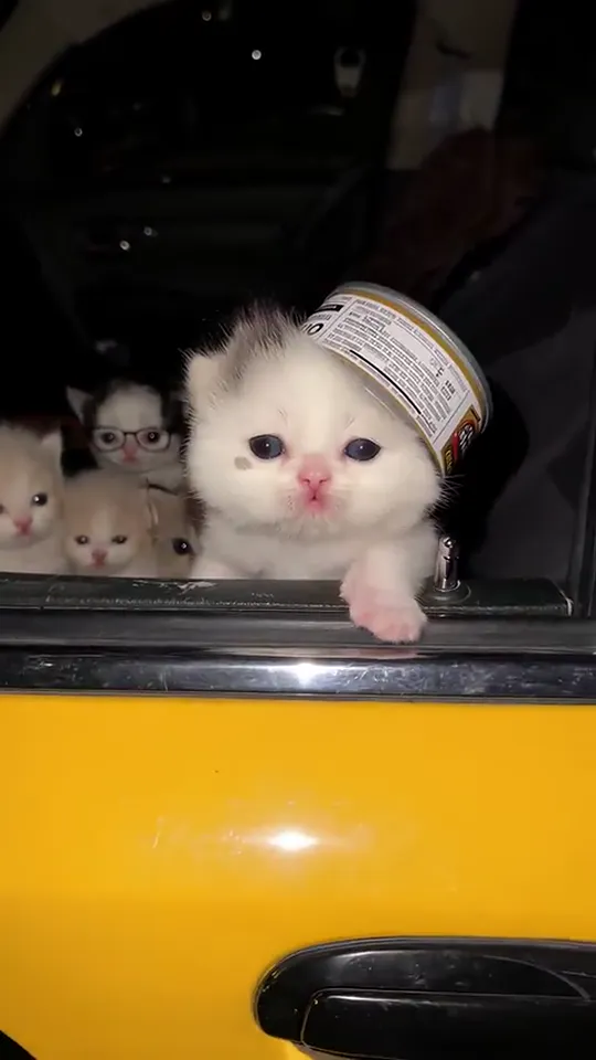 This scene: Taxi window dance